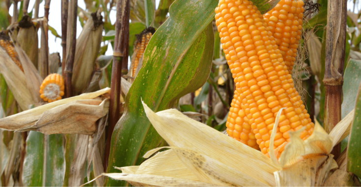 La forte demande chinoise en maïs offre un sérieux soutien aux prix. 